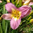 Hemerocallis Nile Crane